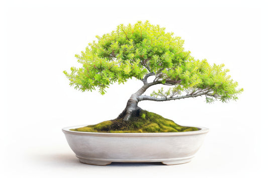 Faire un bonsaï thuya à partir de graines : est-ce possible ?