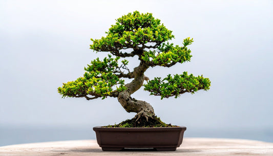 Combien de temps met un bonsaï à pousser ?