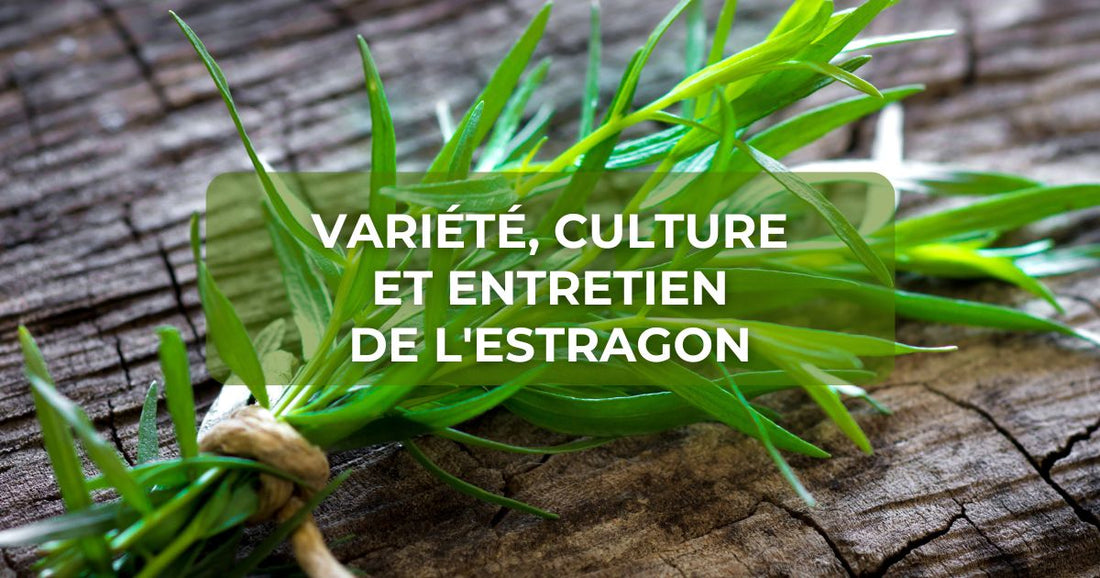 Variété, culture et entretien de l'estragon