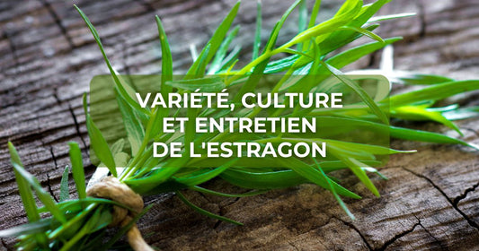 Variété, culture et entretien de l'estragon