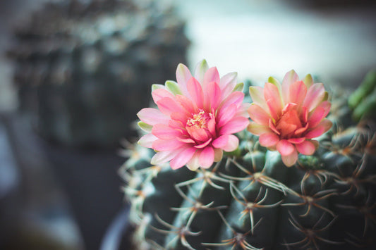 Comment faire fleurir un cactus ? Astuces et conditions indispensables