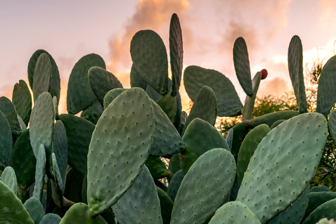 Cactus ou plante grasse : quelles différences et comment bien les choisir ?