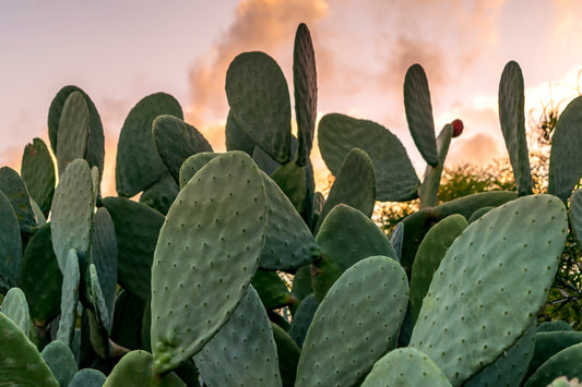 Cactus ou plante grasse : quelles différences et comment bien les choisir ?
