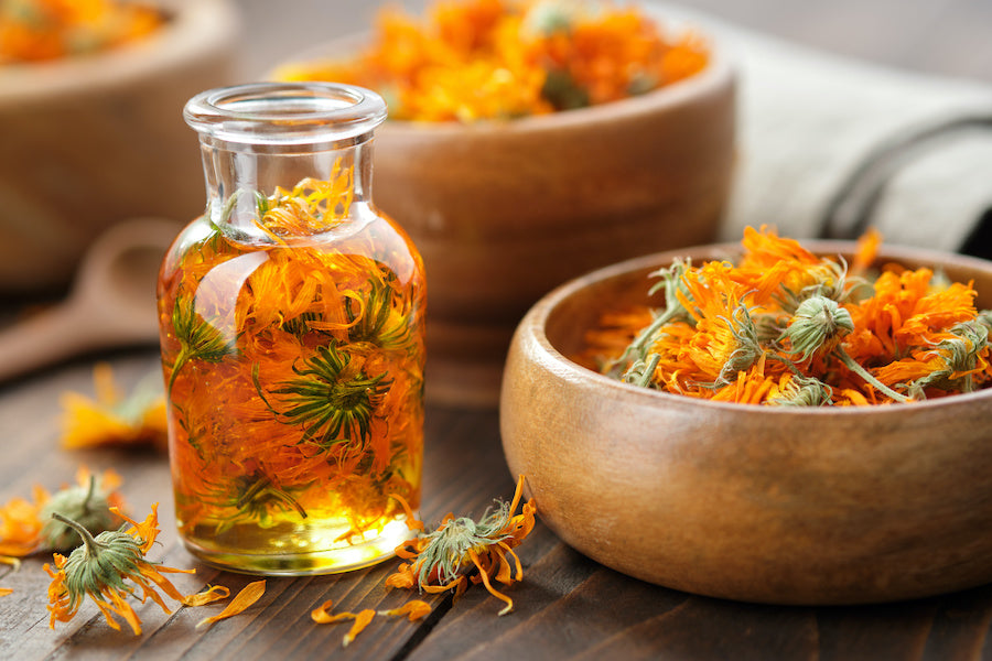 Les bienfaits du calendula : la fleur miracle du jardin bio