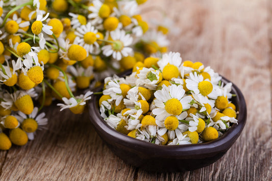 Comment faire pousser de la camomille chez soi