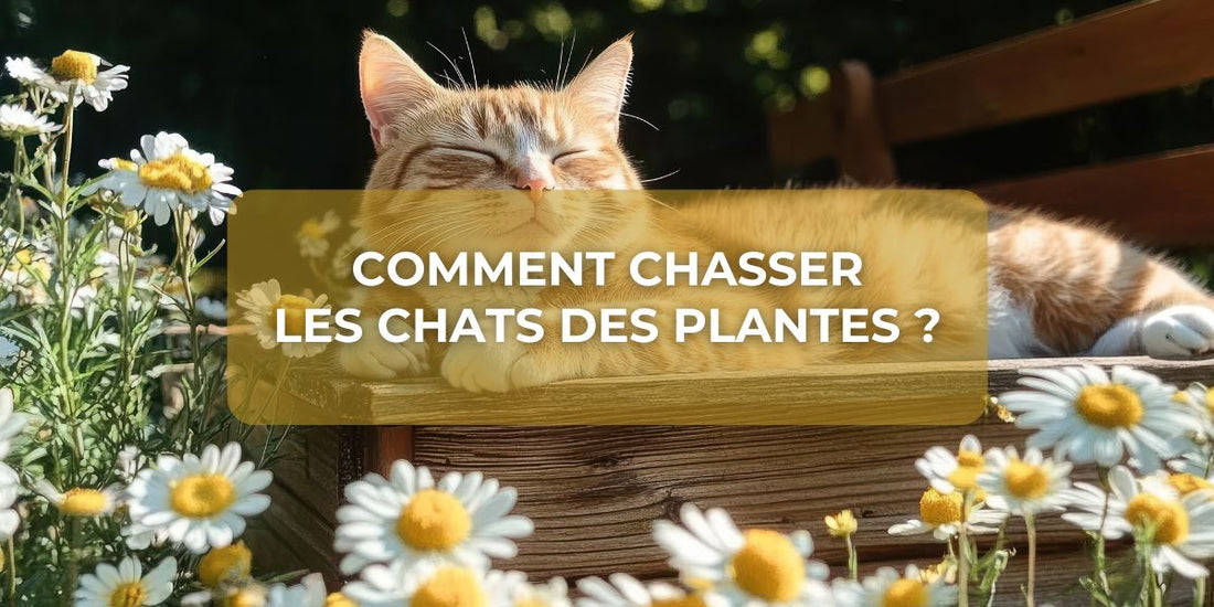 Comment chasser les chats des plantes ?