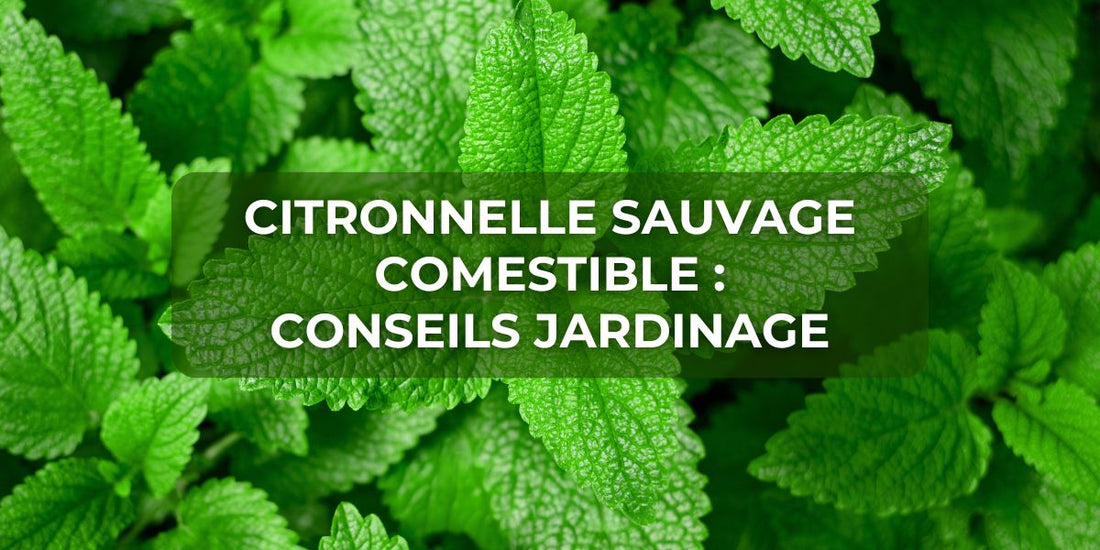 Citronnelle sauvage comestible : conseils jardinage