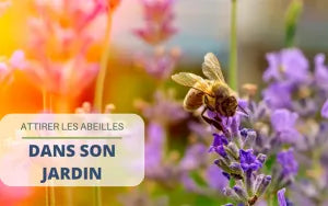 Attirer les abeilles dans son jardin  conseils et astuces