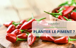 Comment planter le piment