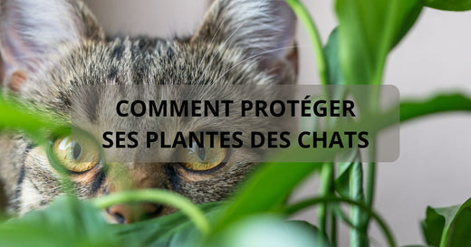 Comment protéger ses plantes des chats ?