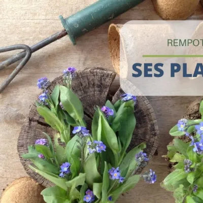 Quand et comment rempoter ses plantes