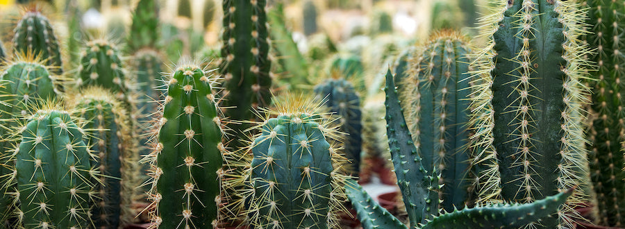 Comment savoir si un cactus est mort 