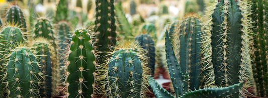 Comment savoir si un cactus est mort 