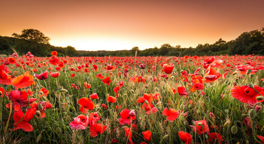 Quand semer des coquelicots pour une floraison abondante ?