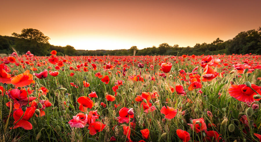 Quand semer des coquelicots pour une floraison abondante ?
