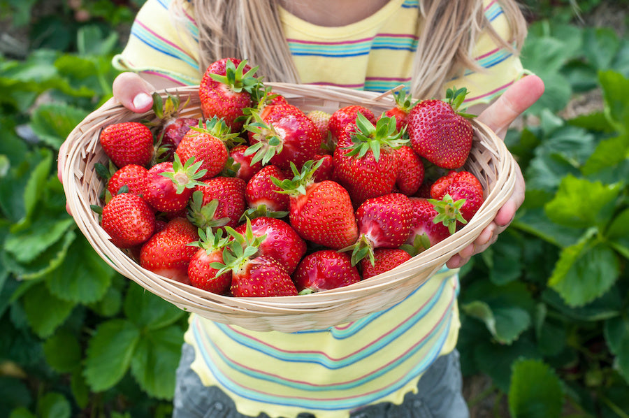 Comment planter des fraises
