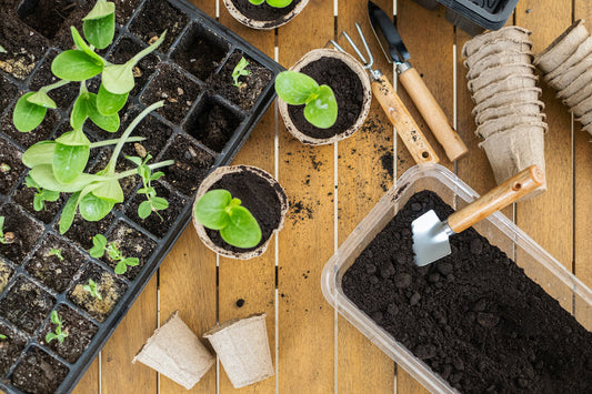 Le Petit Potager Saveurs d’Hiver : cultivez vos légumes d’hiver bio à la maison