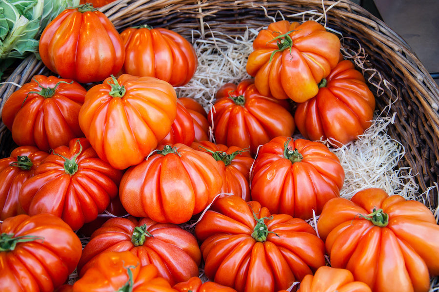 Comment cultiver la tomate Cœur de Bœuf chez soi ?