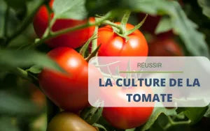 Réussir la culture de tomates : conseils et astuces