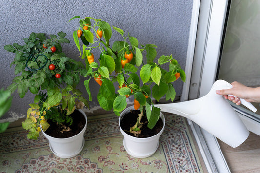 Quelle variété de tomate choisir pour un balcon ou une terrasse ?