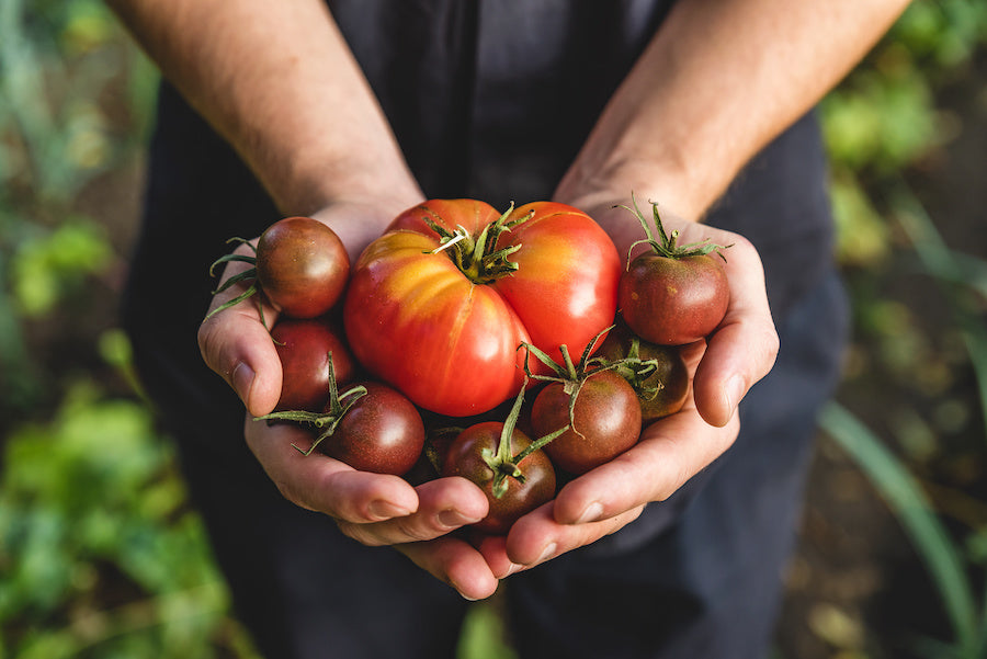 Maladies des tomates : prévenir plutôt que guérir