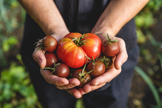 Maladies des tomates : prévenir plutôt que guérir
