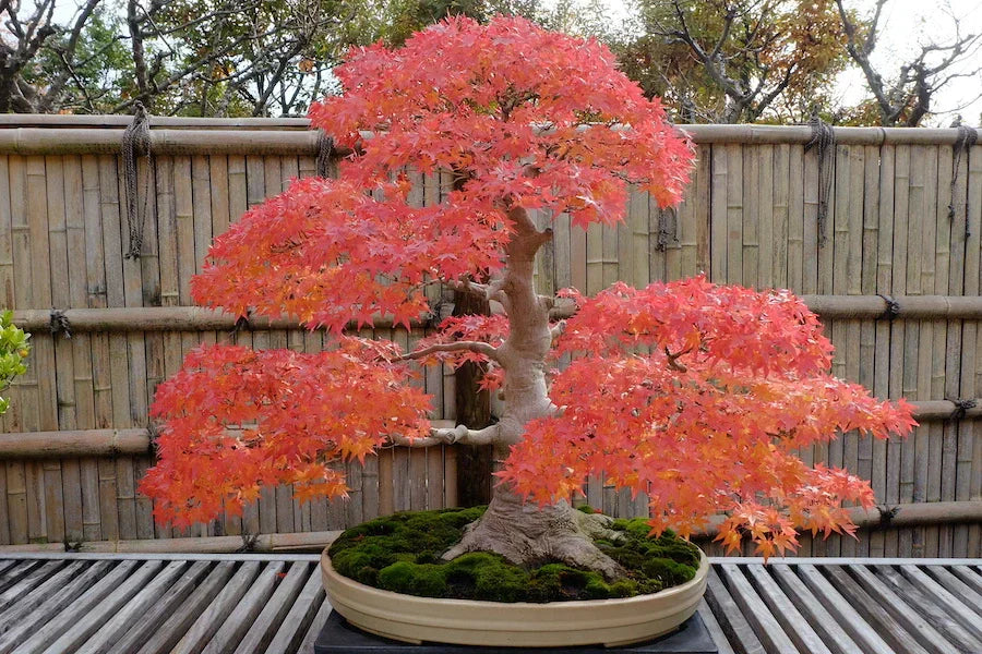 Bonsai érable rouge 