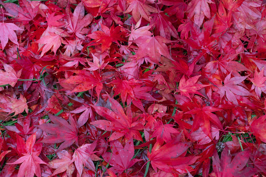 Comment garder un érable du Japon rouge toute l’année ?