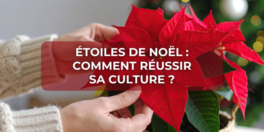 Étoiles de Noël : comment réussir sa culture ?