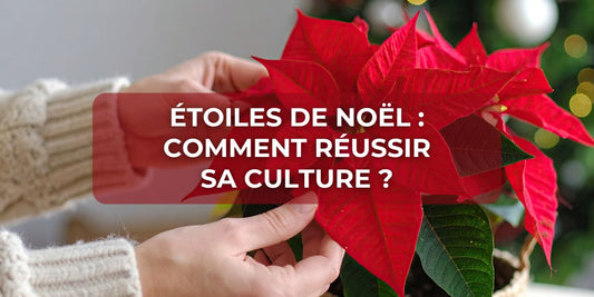 Étoiles de Noël : comment réussir sa culture ?