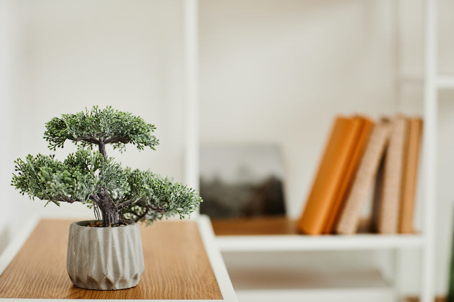 Peut-on faire un bonsaï avec n’importe quel arbre ?