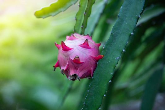 Faire pousser un Pitaya (Dragon Fruit) chez soi : guide culture en pot