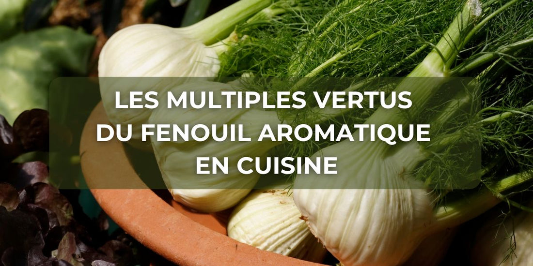 Les multiples vertus du fenouil aromatique en cuisine