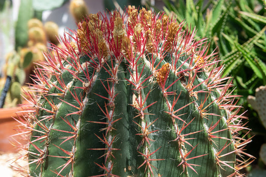 Ferocactus : le cactus boule épineux à cultiver facilement chez soi