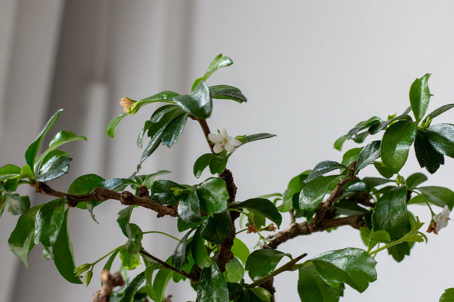 Fleur du bonsai Carmona