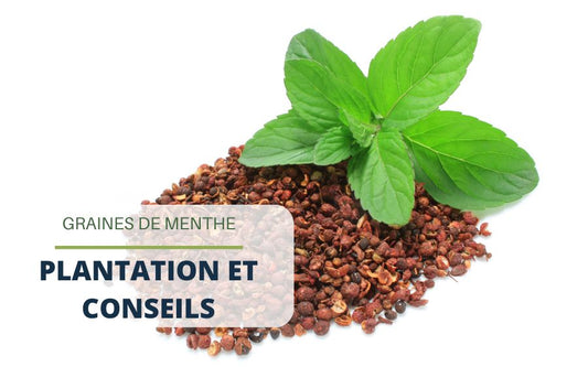 Graine de menthe : combien de temps pour pousser ?