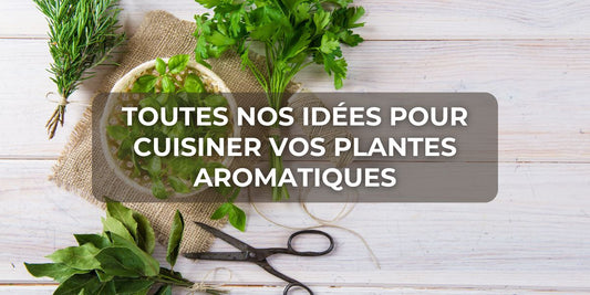 Toutes nos idées pour cuisiner vos plantes aromatiques