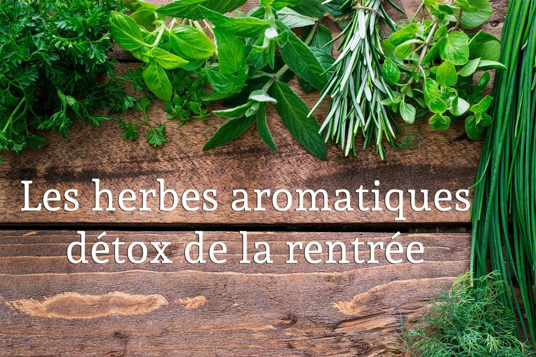 Les herbes détox pour la rentrée : Basilic, persil et ciboulette