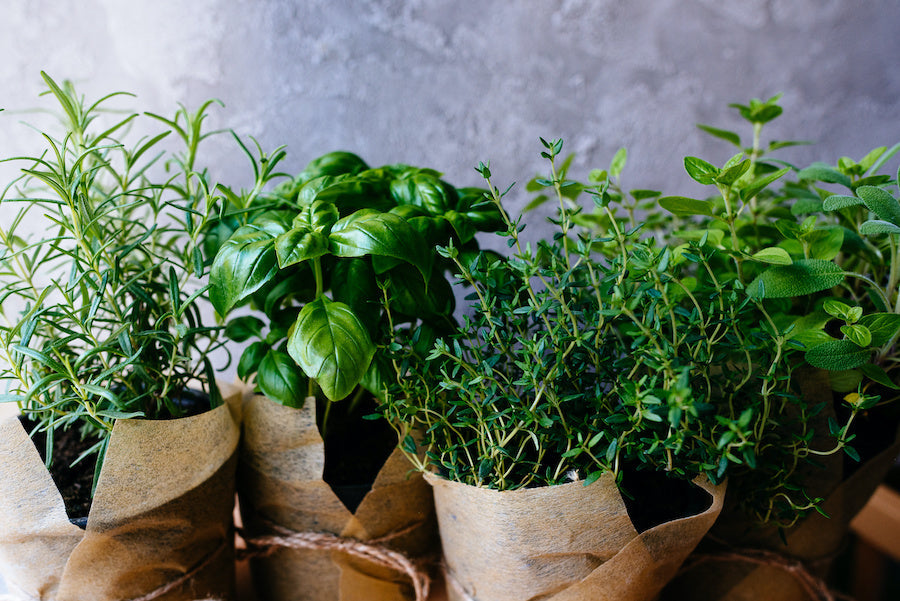 Comment cultiver des plantes aromatiques en intérieur ?