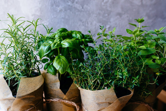 Comment cultiver des plantes aromatiques en intérieur ?