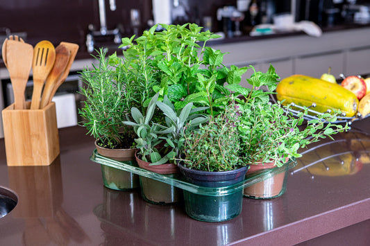 Herbes aromatiques en pot : le guide complet pour débuter