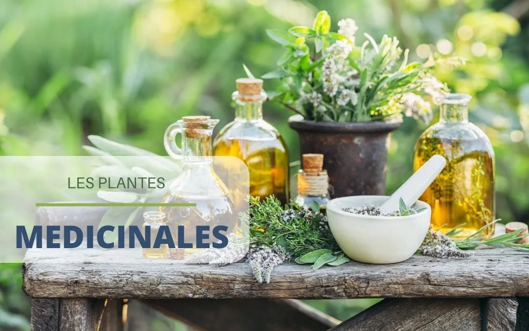 Les plantes médicinales