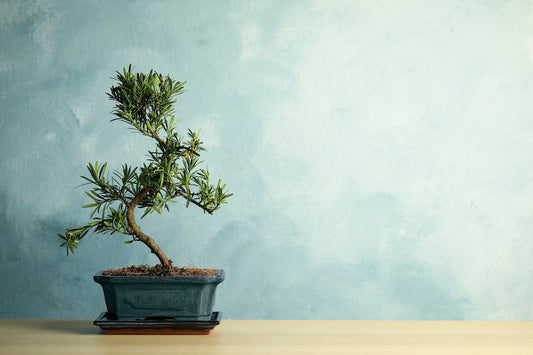 Choisir kit bonsai cultivea comme cadeau