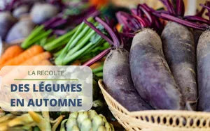 Tout savoir sur la récolte de légumes en automne