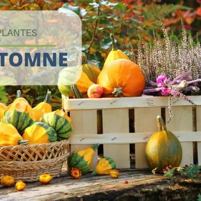 Les plantes d'automne