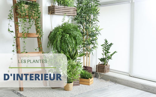 Quelle plante d’intérieur pour quelle pièce ?