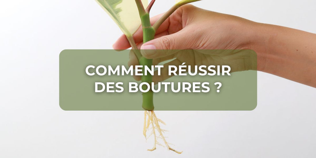Comment réussir des boutures ?