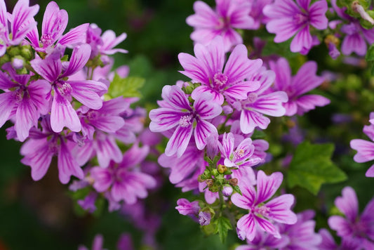 Quelles parties de la malva sont comestibles ?