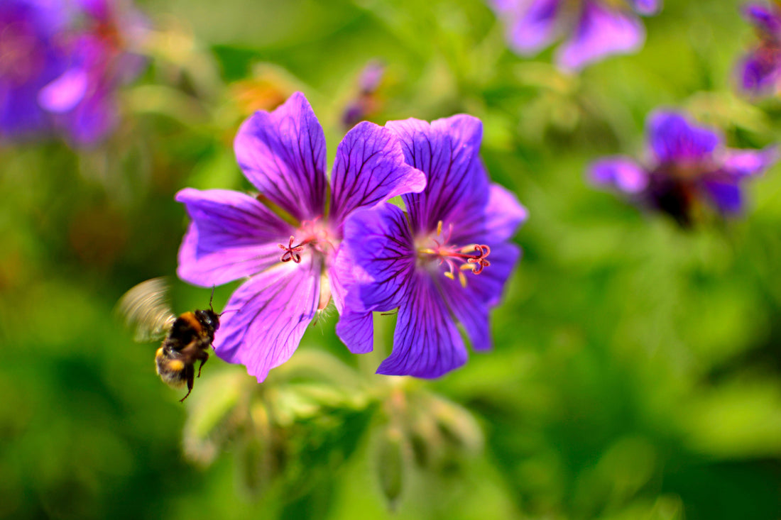 La malva (mauve) : une fleur comestible douce et facile à cultiver