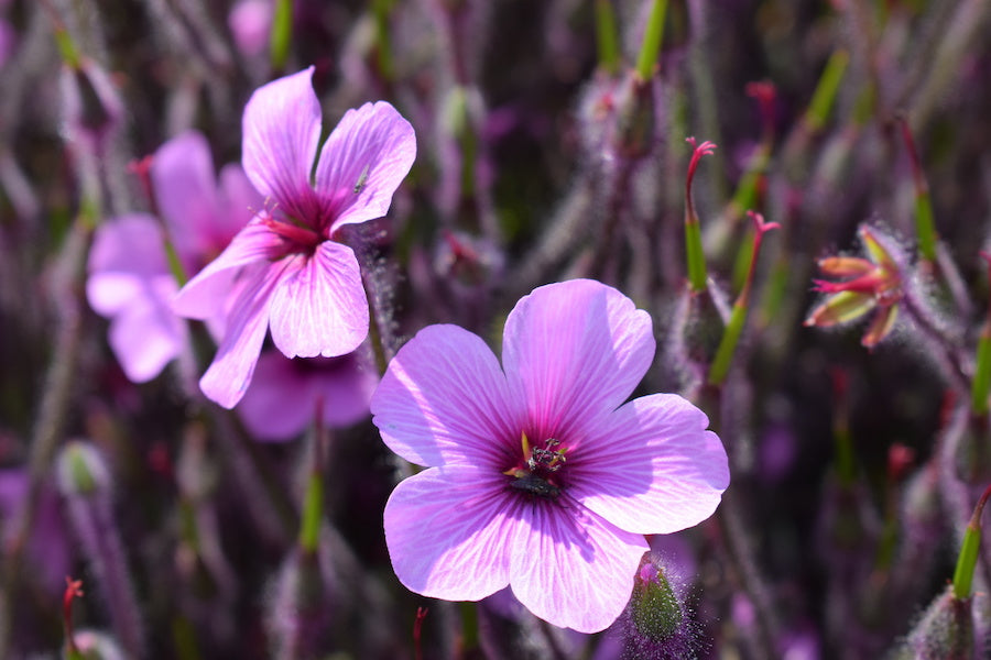 Peut-on manger la mauve ? Tout ce qu'il faut savoir sur cette fleur comestible